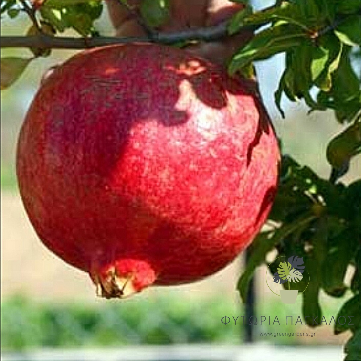 Ροδιά Ερμιόνης (Punica granatum) | Ελληνική Ποικιλία με Γλυκούς Καρπούς - 2